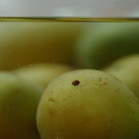 透明な瓶に沈んだ青梅の実と砂糖液｜梅酒・梅シロップの仕込みの写真