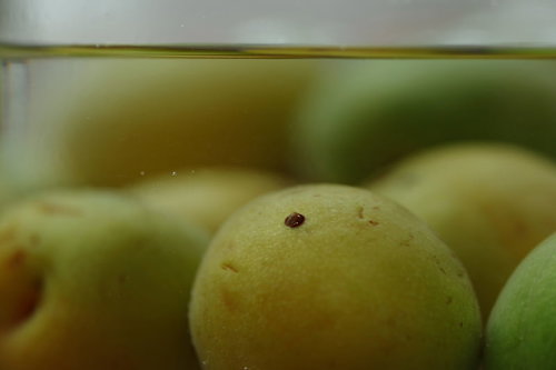 透明な瓶に沈んだ青梅の実と砂糖液｜梅酒・梅シロップの仕込み