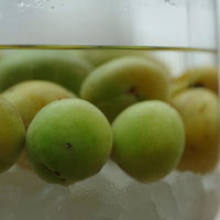 ガラス瓶でたっぷり漬けた梅シロップの青梅の写真