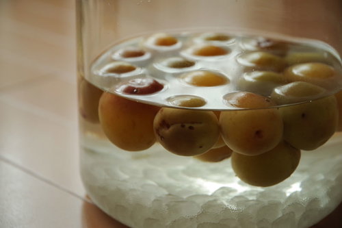 透明なガラス瓶に青梅と角砂糖を入れて手作り梅酒を仕込み中