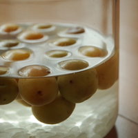 瓶に入った青梅と角砂糖で作る梅酒と梅シロップの仕込みの写真