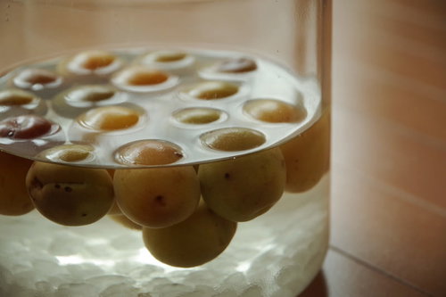 瓶に入った青梅と角砂糖で作る梅酒と梅シロップの仕込み