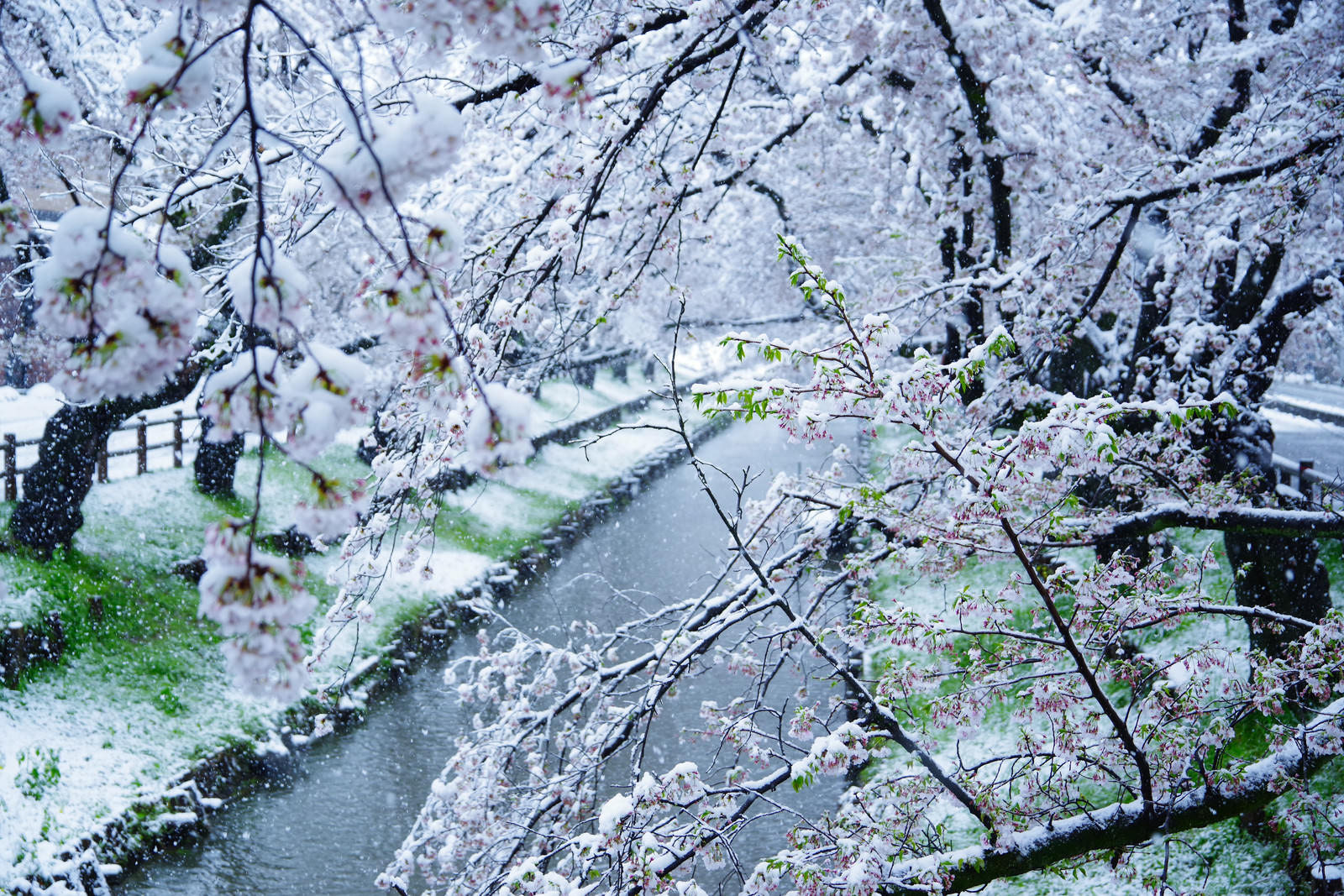 満開の桜の花と枝に積もった白い雪のコントラスト