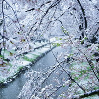 開花する桜と積雪のコラボレーション～春と冬の季節の境目の写真