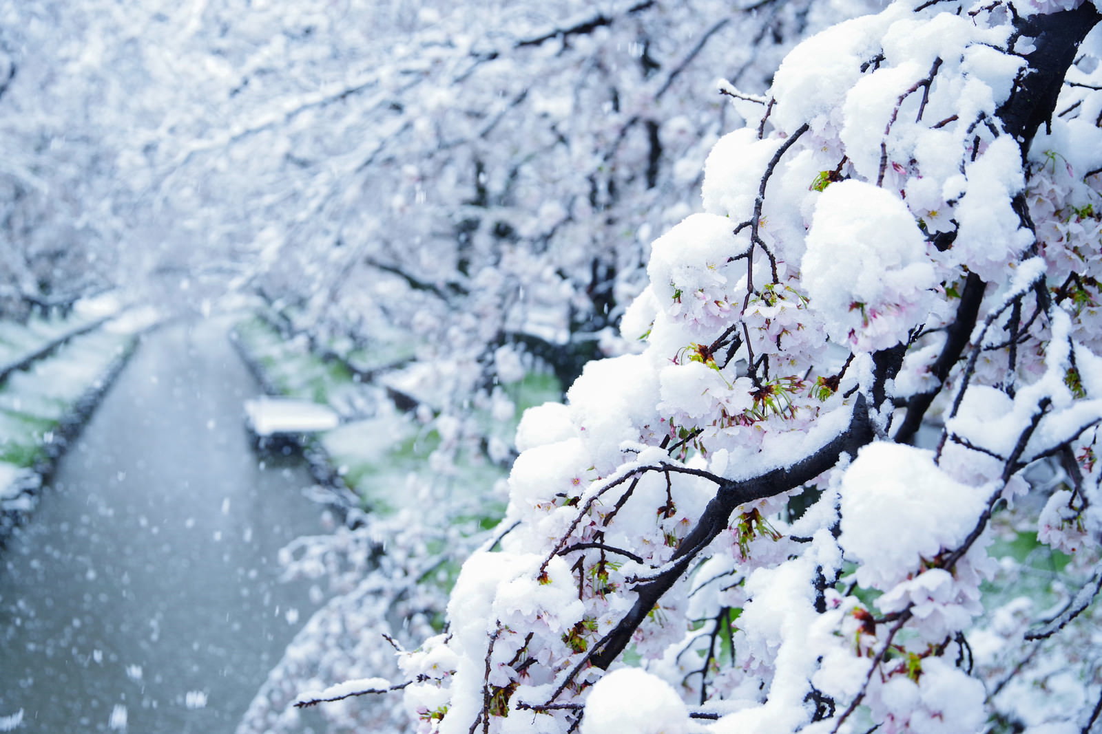 雪が積もった桜の枝に薄紅色の花が咲いている春の風景