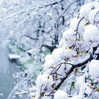積雪した桜の枝に咲く薄紅色の花と冬の情景の写真