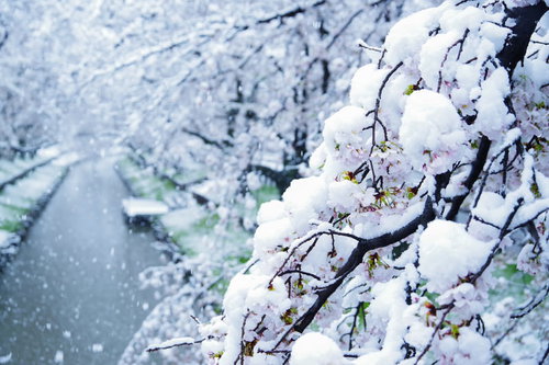 積雪した桜の枝に咲く薄紅色の花と冬の情景