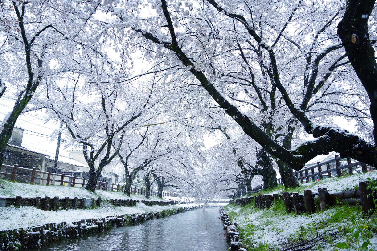 川沿いに満開の桜が咲き、枝に雪が積もった珍しい春の雪桜風景