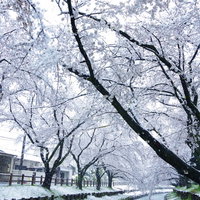 雪化粧する川沿いの満開の桜並木の写真
