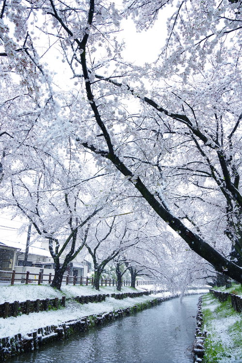 雪化粧する川沿いの満開の桜並木