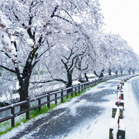 積雪と満開の桜並木 春の雪景色 道路沿いの白い風景の写真