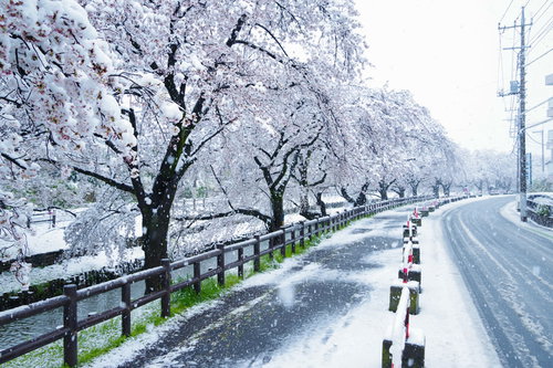積雪と満開の桜並木 春の雪景色 道路沿いの白い風景
