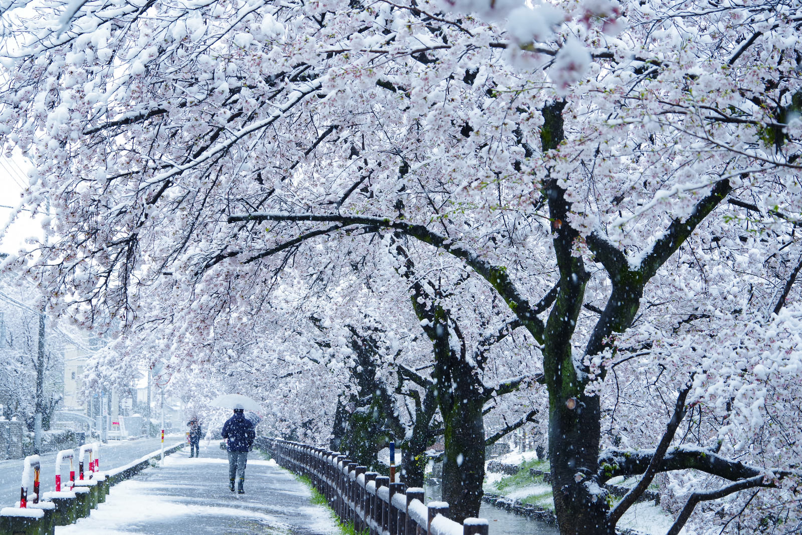 雪化粧した満開の桜並木が続く遊歩道を歩く人々の風景