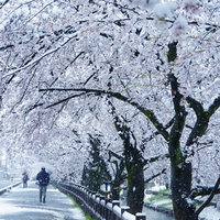 満開に咲く桜並木と舞い散る雪の遊歩道で見る春冬の共演の写真