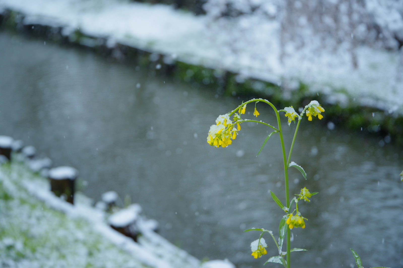 雪の中に咲く黄色い菜の花と雪景色