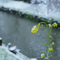 降雪で菜の花も寒そう、雪に埋もれながら咲く黄色い花の写真