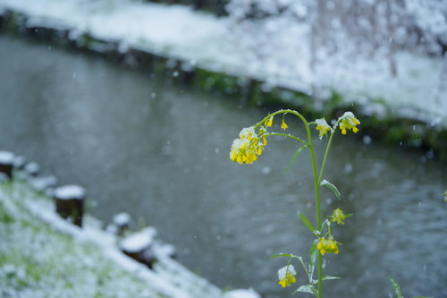 降雪で菜の花も寒そう、雪に埋もれながら咲く黄色い花