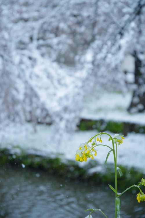 雪の重みでおじぎする菜の花