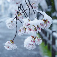 淡いピンクの桜の花にこんもりと雪が積もる春の風景の写真