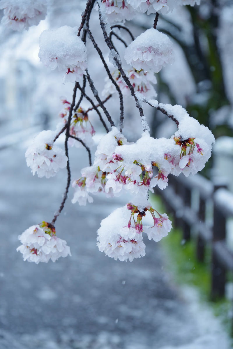 淡いピンクの桜の花に真っ白な雪が積もっている春の風景
