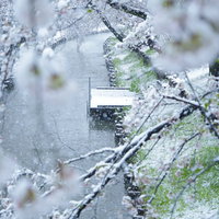 雪が降る河川の桟橋と桜の写真