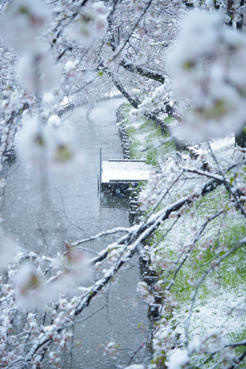 雪が降る中、薄いピンクの桜の花と枝に白い雪が積もり、背景に木製の桟橋と河川が見える春の風景