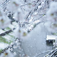 花見の時期に河川敷に降り積もる雪と桜の共演の写真