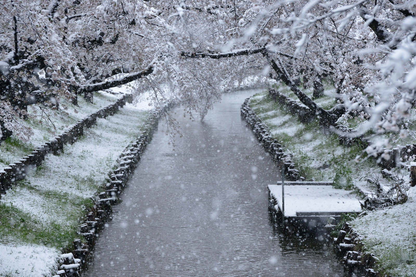 川沿いの桟橋と満開の桜に雪が降り積もる珍しい春の風景