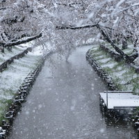 川沿いの桟橋に降り積もる雪と満開の桜の春景色の写真