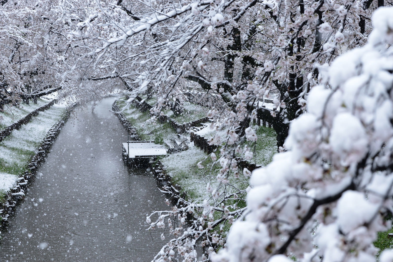 満開の桜並木に雪が積もった河川敷の風景