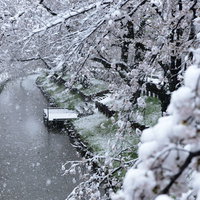 桜満開の花見の時期に積雪した河川敷の桜並木の写真