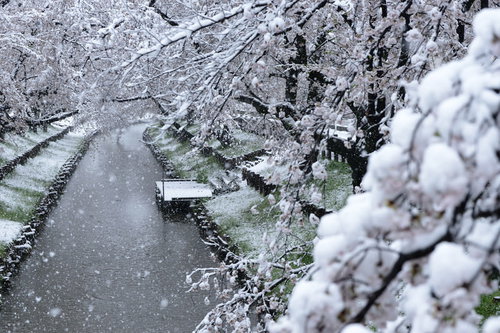 桜満開の花見の時期に積雪した河川敷の桜並木