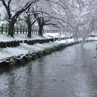 桜咲く頃に雪が降る川沿いの桜並木。春と冬の風景の写真