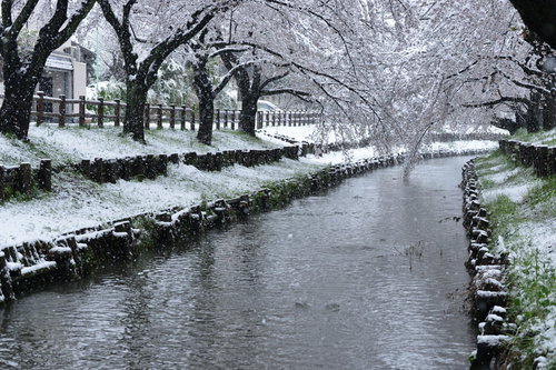 桜咲く頃に雪が降る川沿いの桜並木。春と冬の風景