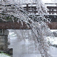 河川の橋と雪が積もる桜の風景の写真