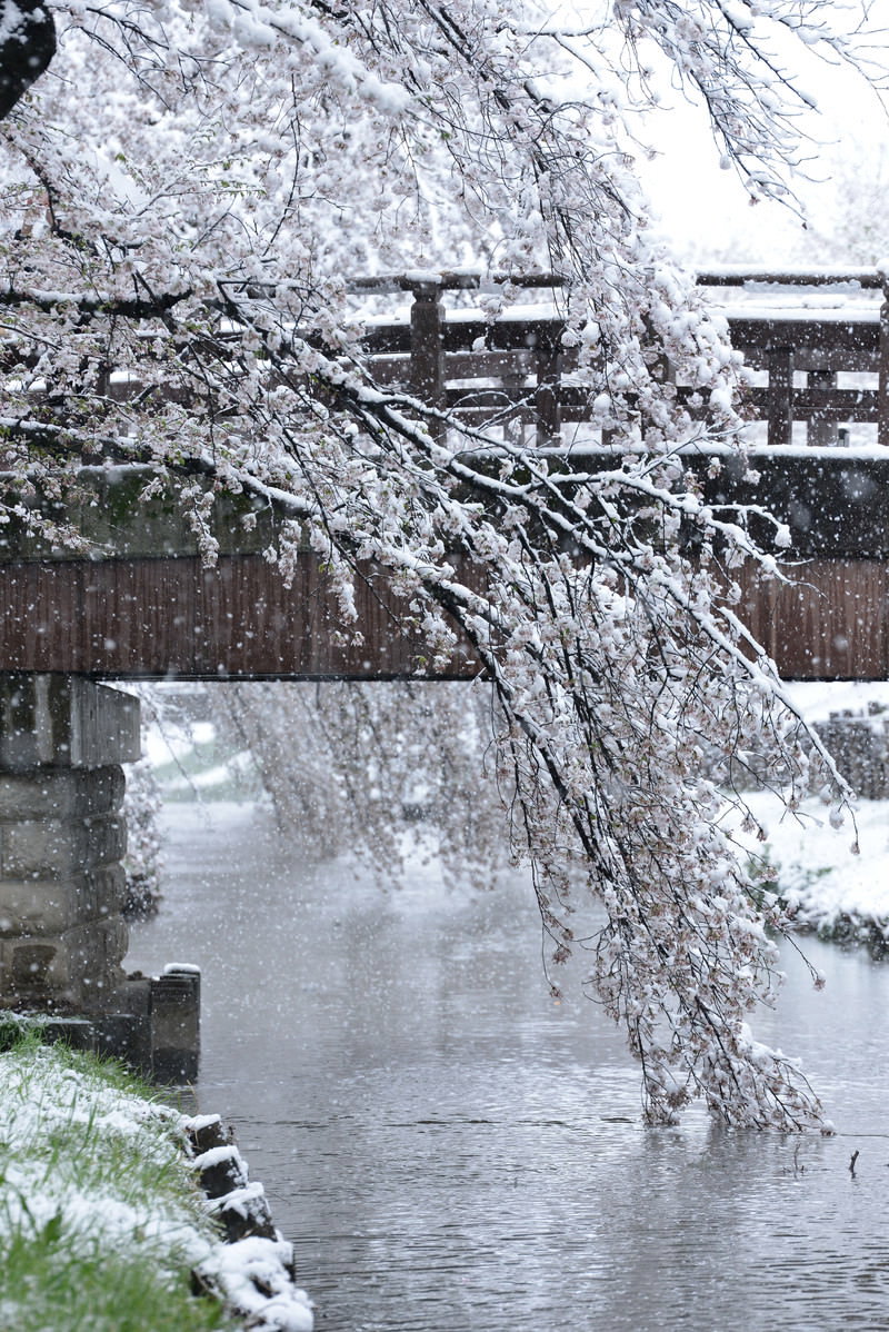 川沿いに咲く桜の枝に雪が積もり背景に橋が見える風景