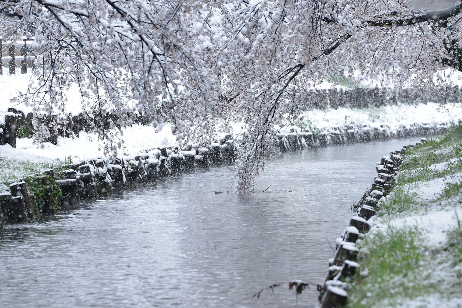 雪が積もった河川敷で満開に咲く桜の木と川に架かる飛び石