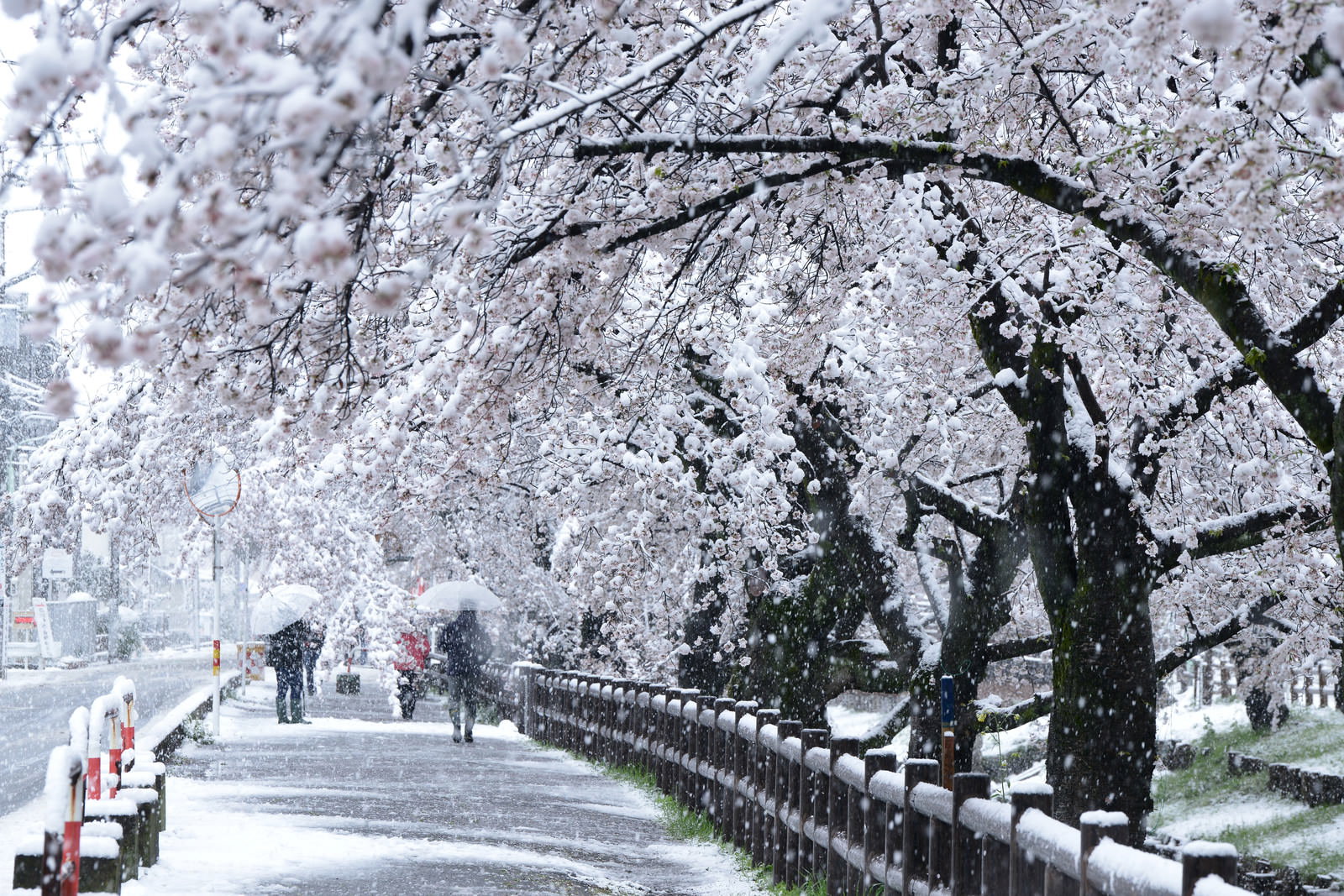 雪が積もった満開の桜並木と歩道の風景