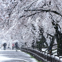 雪が積もった満開の桜並木の風景 春と冬が同時に映る季節の過渡期の写真
