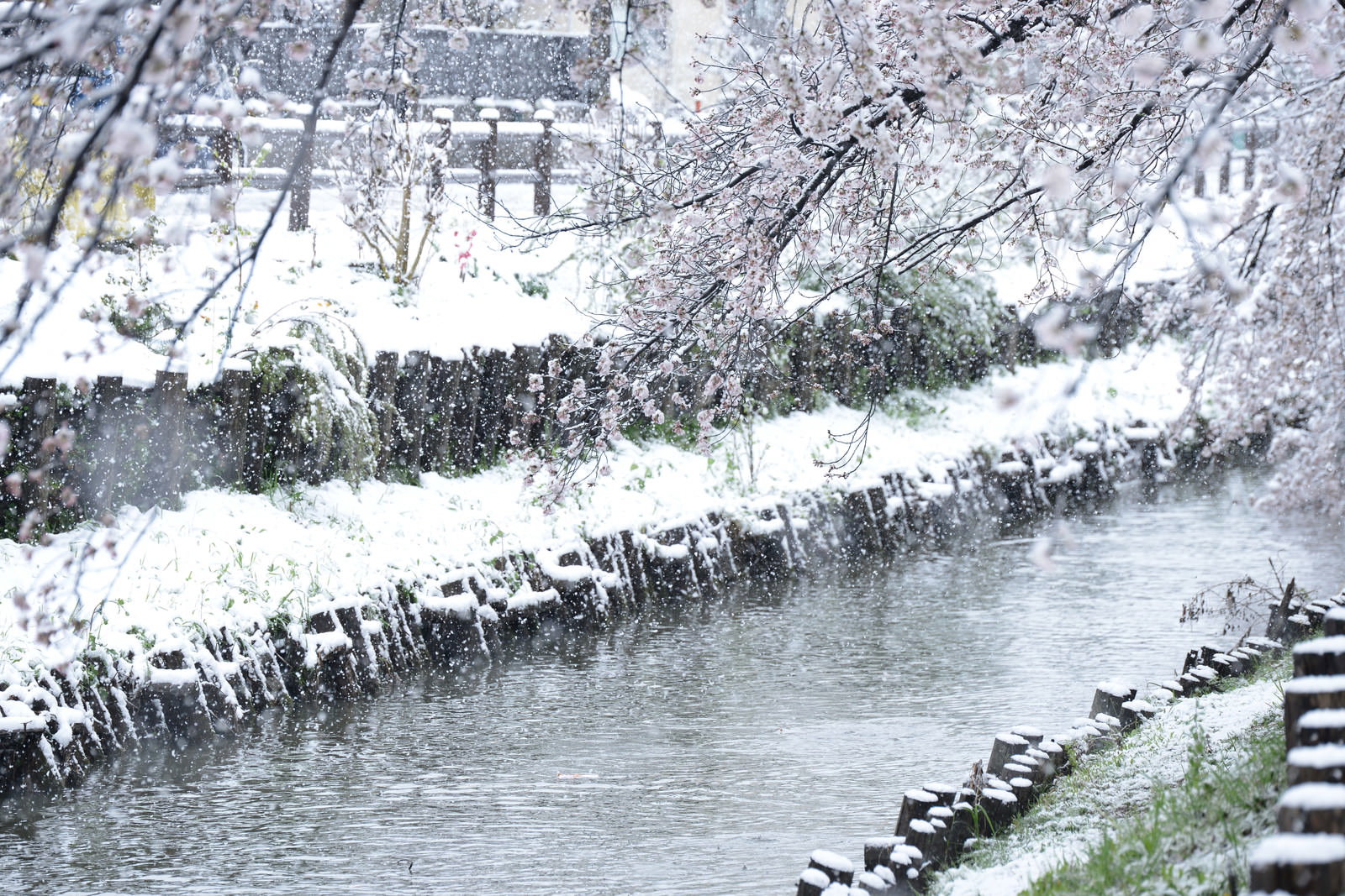雪に覆われた河川敷に咲く薄いピンクの桜と流れる川