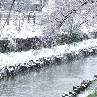 白く染まる河川敷に咲く桜と降雪の風景の写真