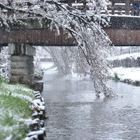 河川敷の桜に積もる雪と橋の風景の写真