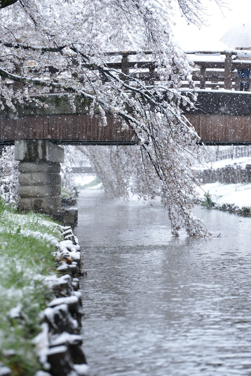 河川敷の川沿いに咲く桜の枝に雪が積もり、奥に橋が見える風景