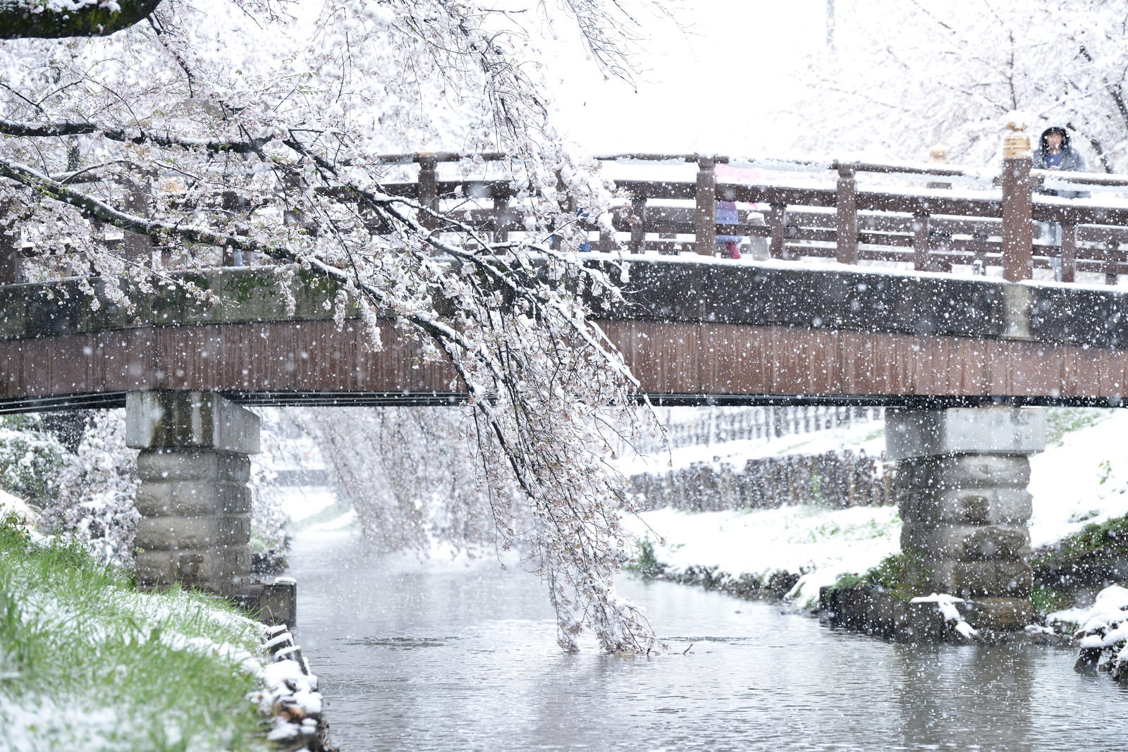 雪が降る中で桜が咲く河川敷に架かる木製の橋