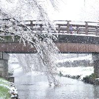 雪が降る河川の橋と桜の春景色の写真