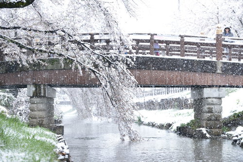 雪が降る河川の橋と桜の春景色