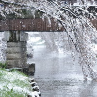桜と雪が舞い散る河川敷の景色。春と冬が共存する季節の情景の写真