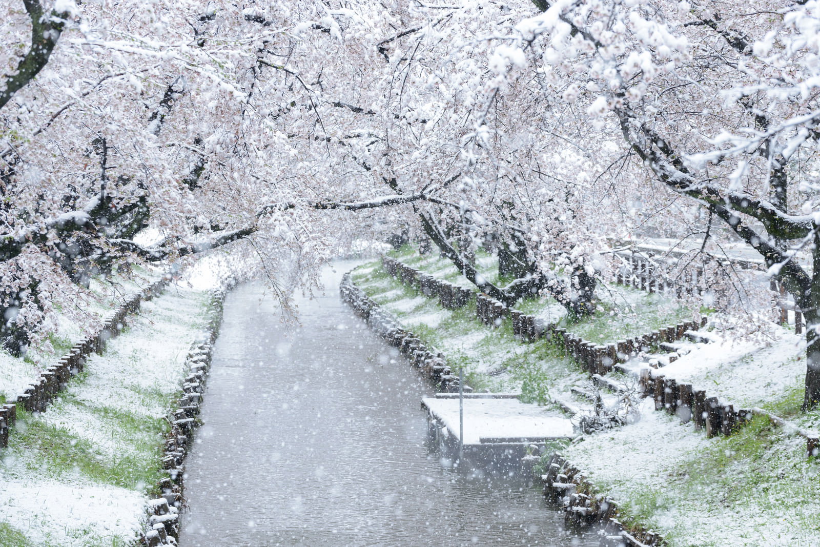 降雪により白く染まった満開の桜並木と河川敷の遊歩道
