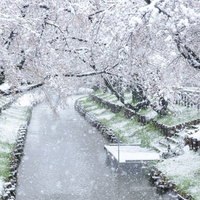 満開の桜が降雪で白く染まる河川敷の遊歩道の写真