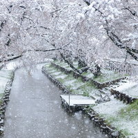 積雪と河川敷の桜並木 春の雪景色の写真